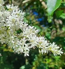 Image result for Ligustrum sinense