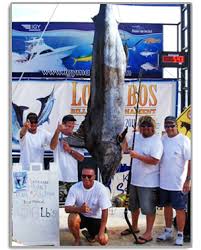 Cabo Fishing Report And Forecast Fishing Seasons Chart