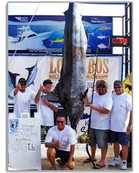 cabo fishing report and forecast fishing seasons chart