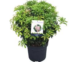 Image result for Pieris japonský bonfire obrázek