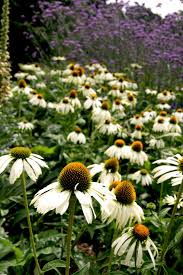 Die 25 Schonsten Pflanzenkombinationen Die In Keinem Garten Fehlen Sollten Irislandschaften Ch Pflanzen Hochbeet Pflanzen Garten