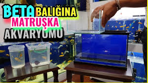 Beta Balik Uretim Akvaryum Kurulumu Akvaryum Baliklari Youtube