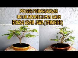 Proses Pemangkasan Bonsai Asem Jawa Untuk Mengecilkan Daun Youtube