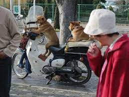 Pin On My Smashing Animals