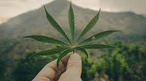 Download free stock images with cars, girls, nature, abstract and gaming wallpapers. Man Is Holding Weed Leaf In Hand Hd Weed Wallpapers Hd Wallpapers Id 44283