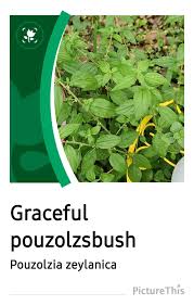 Image result for Pouzolzia