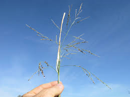 Image result for Panicum coloratum