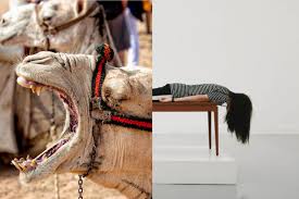I think a double hump camel is especially crazy looking, but. Analysis Of The Camel S Hump By Rudyard Kipling
