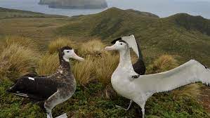 Check spelling or type a new query. Antipodean And Gibson S Wandering Albatross Albatross New Zealand Sea And Shore Birds