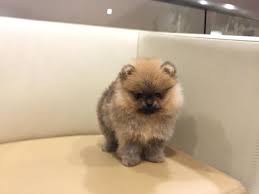 Teddy bear face with short face and market report for florida. Akc Champion Teacup Pomeranian Puppy Teddy Bear Face W Thick Coat For Sale In Los Angeles California Classified Americanlisted Com