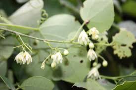 Image result for Adenia rumicifolia