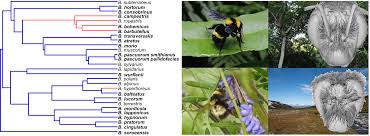 Image result for Bombus pascuorum pallidofacies