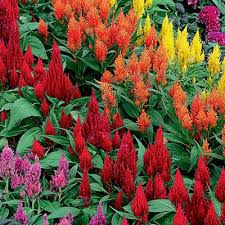 Image result for Celosia elegantissima