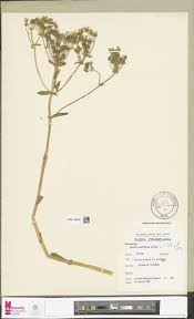 Image result for Otiophora pycnostachys