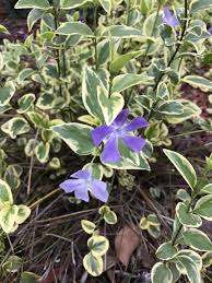 Image result for Vinca major