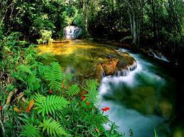 Tropical Oasis Backgrounds Google Search What A Beautiful World Amazon Rainforest Animals Jungle Wallpaper
