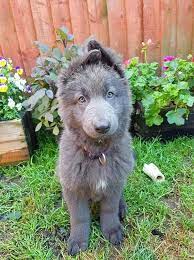 Shieva The Blue German Shepherdud83dude0d Germanshepherd Blue German Shepherd Shepherd Dog Shepherd Puppies