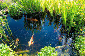 Koi pond gallon calculatorshow all. How To Choose The Best Koi Pond Filter Fitz S Fish Ponds
