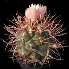 Image result for Tapinanthus erectotruncatus