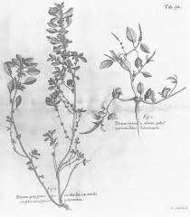 Image result for Centrostachys aquatica