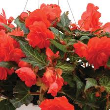 Image result for Begonia eminii