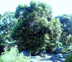 Image result for Olea capensis