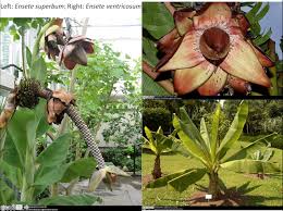 Image result for Musaceae