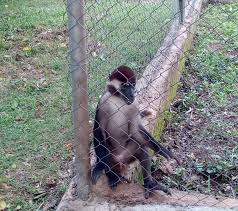 Check spelling or type a new query. 4 Proven Ways Of Keeping Monkeys Away From Your Farm Justagric