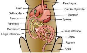 Digestive System The American Black Bear