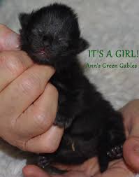 Browse through the content she uploaded herself on her verified profile. 1 Week Old Siberian Solid Black Kitten Kittens Open Their Eyes 7 10 Days After Birth Her Eyes Will Be Open Soon Siberian Cat Black Kitten Cats And Kittens