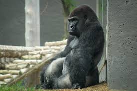 Omaha's great apes in caring hands