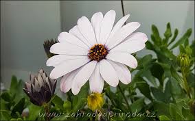 Image result for paprskovka obrázek