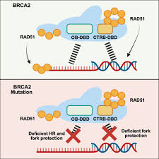 Image result for BRCA2