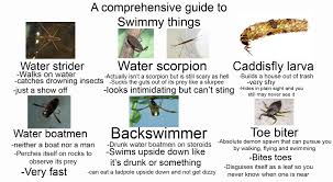 Specimens Of Aquatic Bugs (Hemiptera) Collected During The Study... |  Download Scientific Diagram