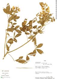 Image result for Crotalaria micans