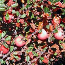Image result for Cotoneaster microphyllus
