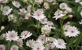 Image result for Gnidia involucrata