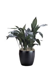 Image result for Aspidistra