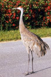 Depending on what birds are unwelcome, only one. How Do I Get Rid Of Sandhill Cranes In My Yard And Garden Msu Extension