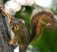 Image result for squirrel