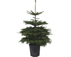 Brazii la ghiveci au inceput sa fie la mare cautare in randul celor care aleg sa faca un craciun alte articole despre: Brad Nordmann In Ghiveci H 100 120 Cm Pret Mic La Hornbach