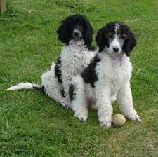 Black And White Standard Poodle Puppy Parti Poodle A White Coat With Broken Patches Of Black Brown Or Silver Is Not Akc Recognized But They Are Missing Out Who My Animal Parti Poodle Poodle
