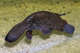 Donner un coup de poing dans la pâte et en. Definition Ornithorynque Platypus Futura Planete