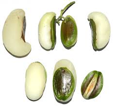 Image result for Icacinaceae