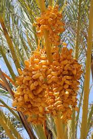 When to plant fruit trees. Berries On A Palm Tree Fruit Garden Fruit Plants Beautiful Fruits