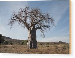 Image result for Adansonia digitata