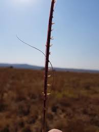 Image result for Urelytrum