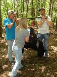 Some common foods are berries, grasses, insects, nuts, acorns, corn, and sometimes small mammals (rogers 1976, mcdonald and fuller 2005, elowe and dodge 2007, tri et al. Little River Canyon National Preserve Prime Bear Habitat