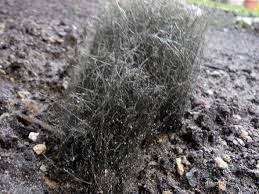 Dieser effekt entsteht dadurch, dass der pilz im. Seltsamer Schwarzer Haariger Pilz Im Garten Wer Kennt Ihn Bzw Kann Ihn Bestimmen Winter Pilze Bestimmung