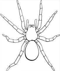Picture Of Tarantula Coloring Page Picture Of Tarantula Coloring Spider Coloring Page Insect Coloring Pages Coloring Pages